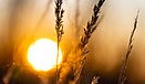 Gegen das Licht